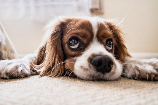 7 Warning Signs Your Pet May Be Suffering from Anxiety